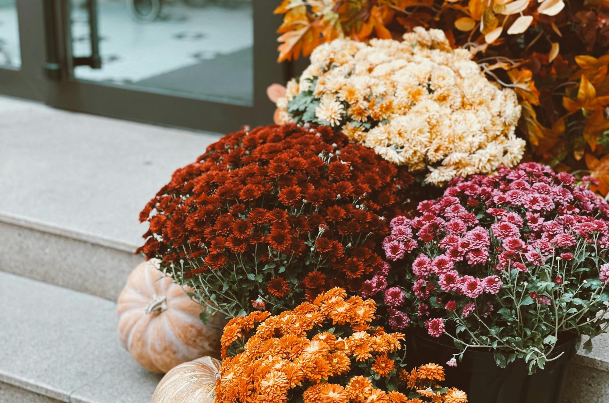 Pumpkins and fall flowers on a porch